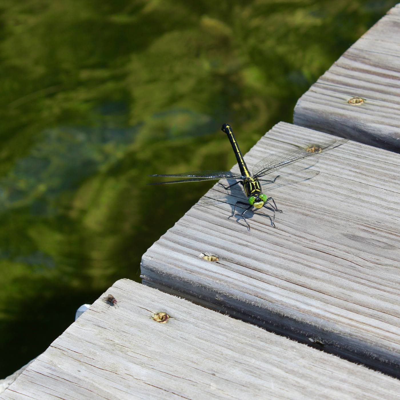 maine dragonfly