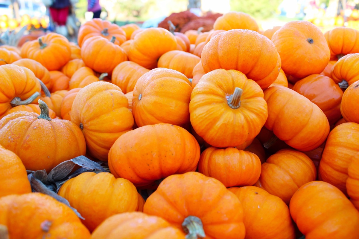 self-portrait-sunday-pumpkin-patch.jpg