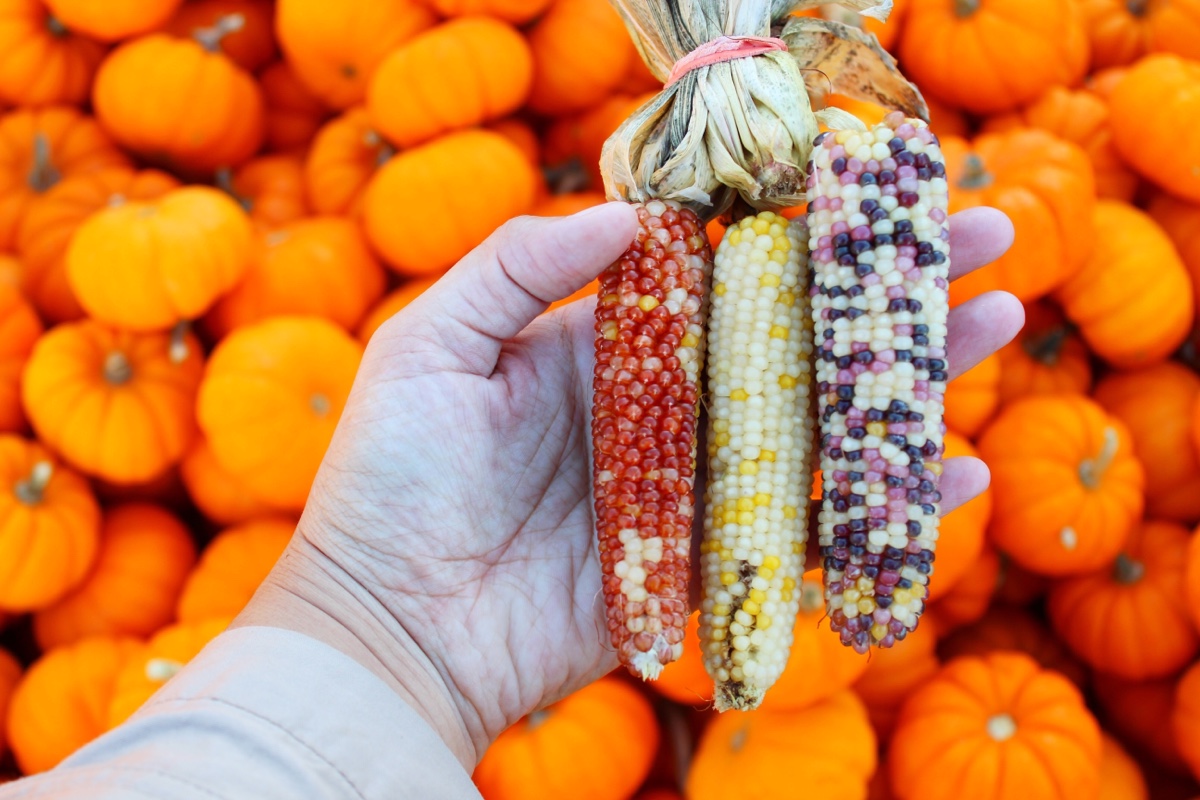 self-portrait-sunday-pumpkin-patch.jpg