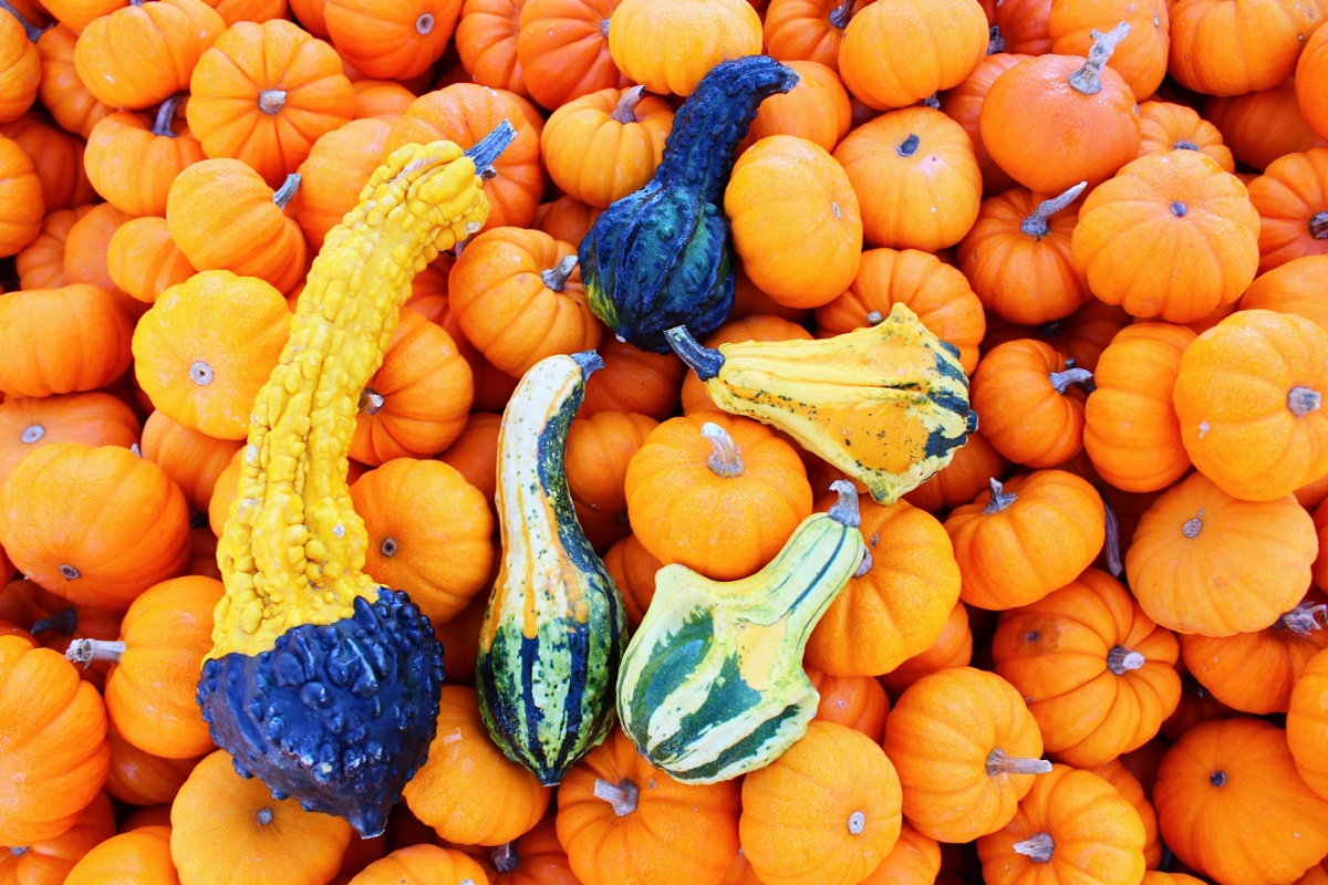 self-portrait-sunday-pumpkin-patch.jpg