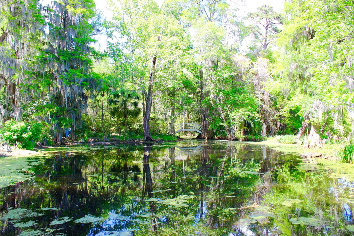 magnolia-plantation-and-gardens-setarra