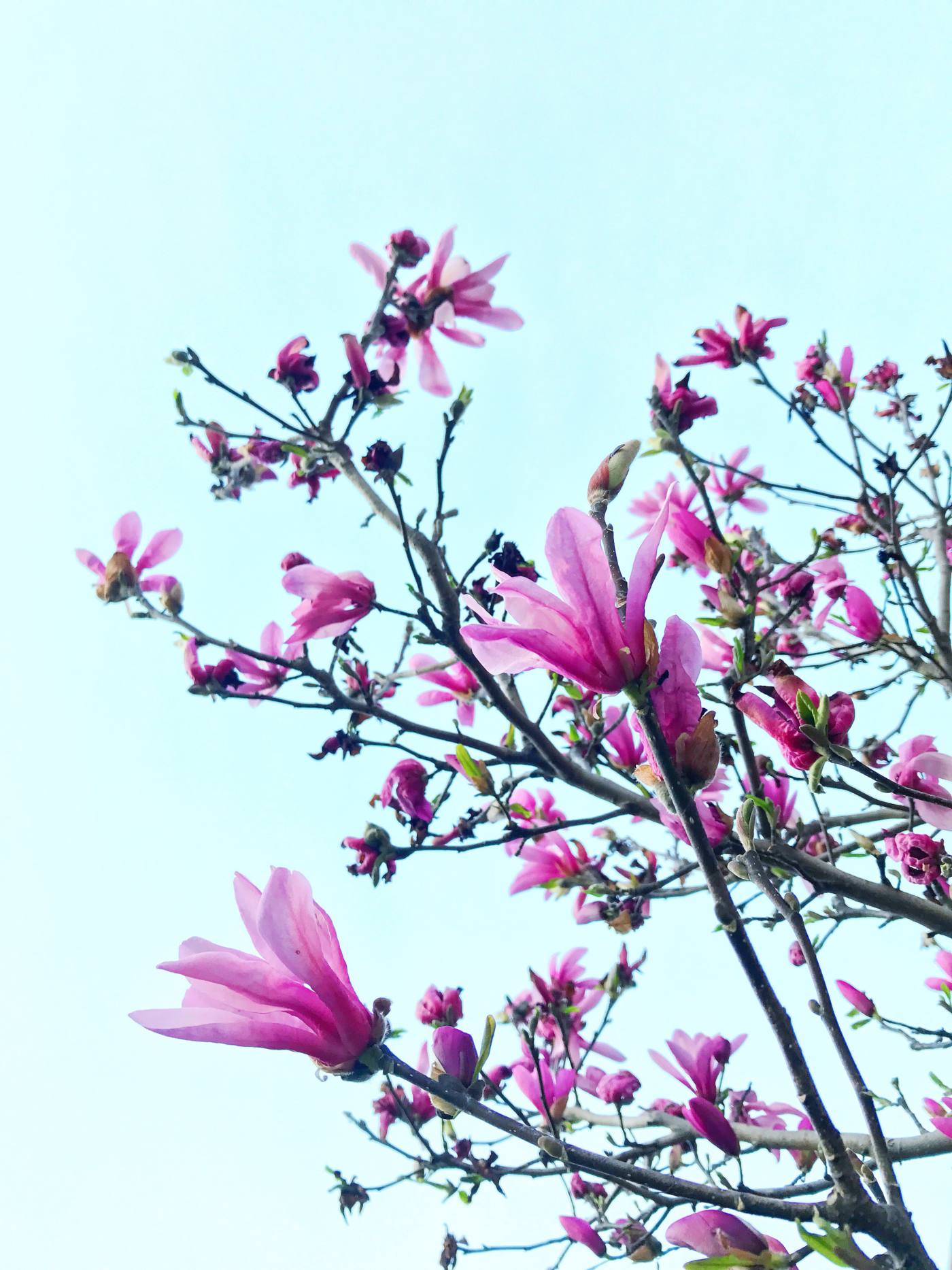 little-happenings-setarra-spring-blooms
