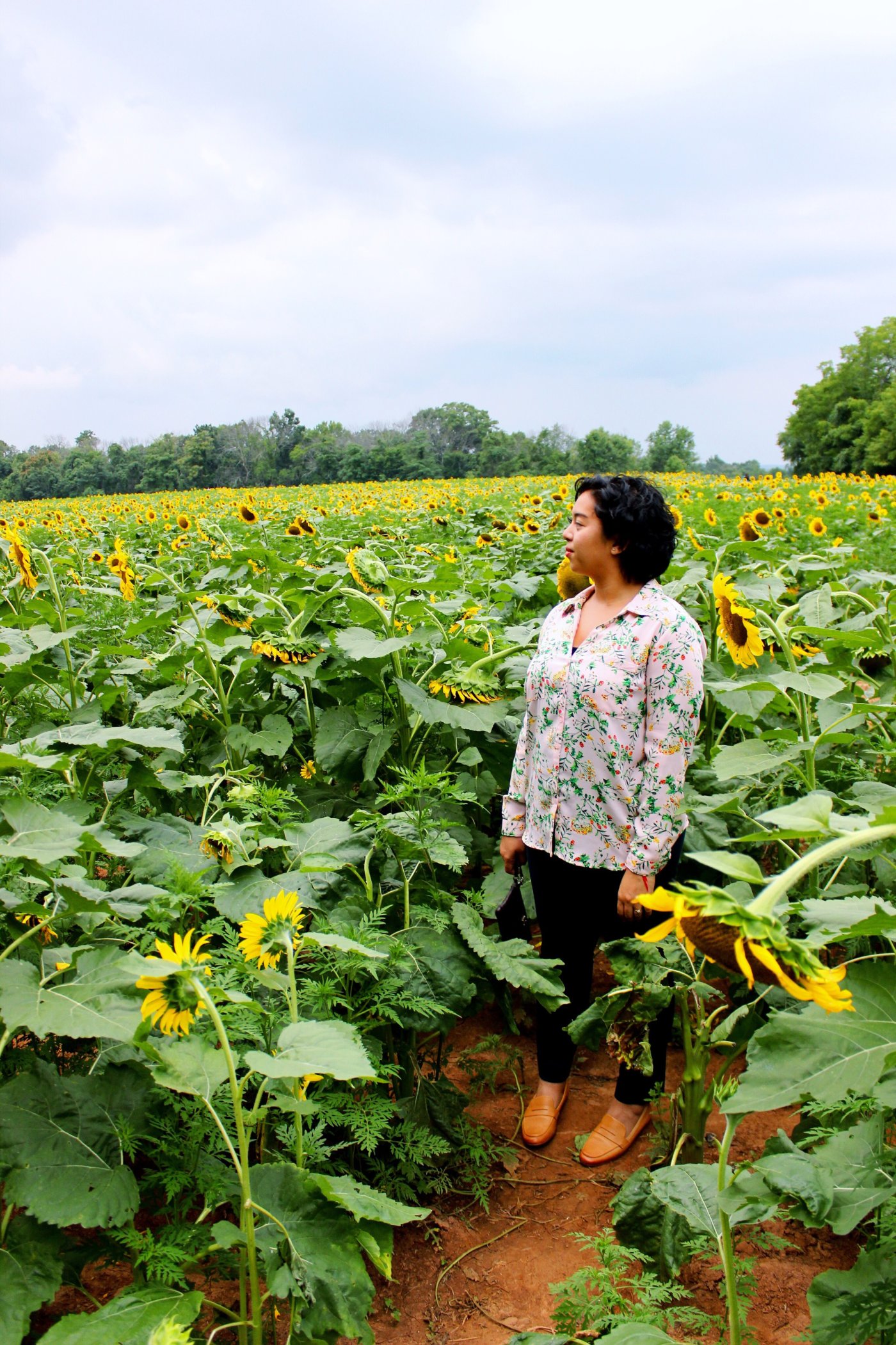 sunflower-sunset-at-mckee-beshers-maryland