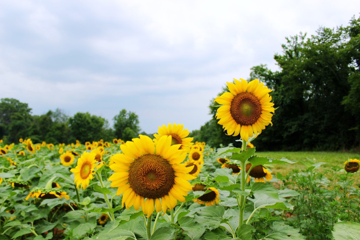 sunflower-sunset-at-mckee-beshers-maryland