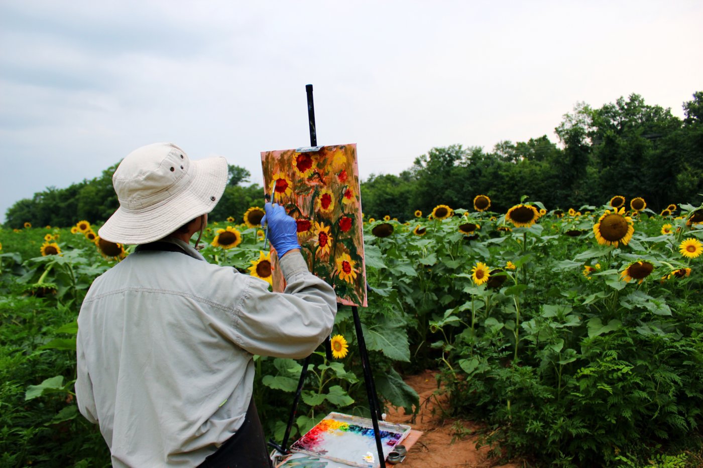 sunflower-sunset-at-mckee-beshers-maryland