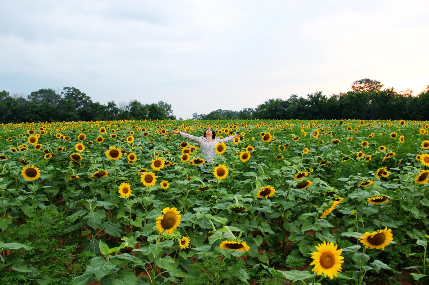 sunflower-sunset-at-mckee-beshers-maryland