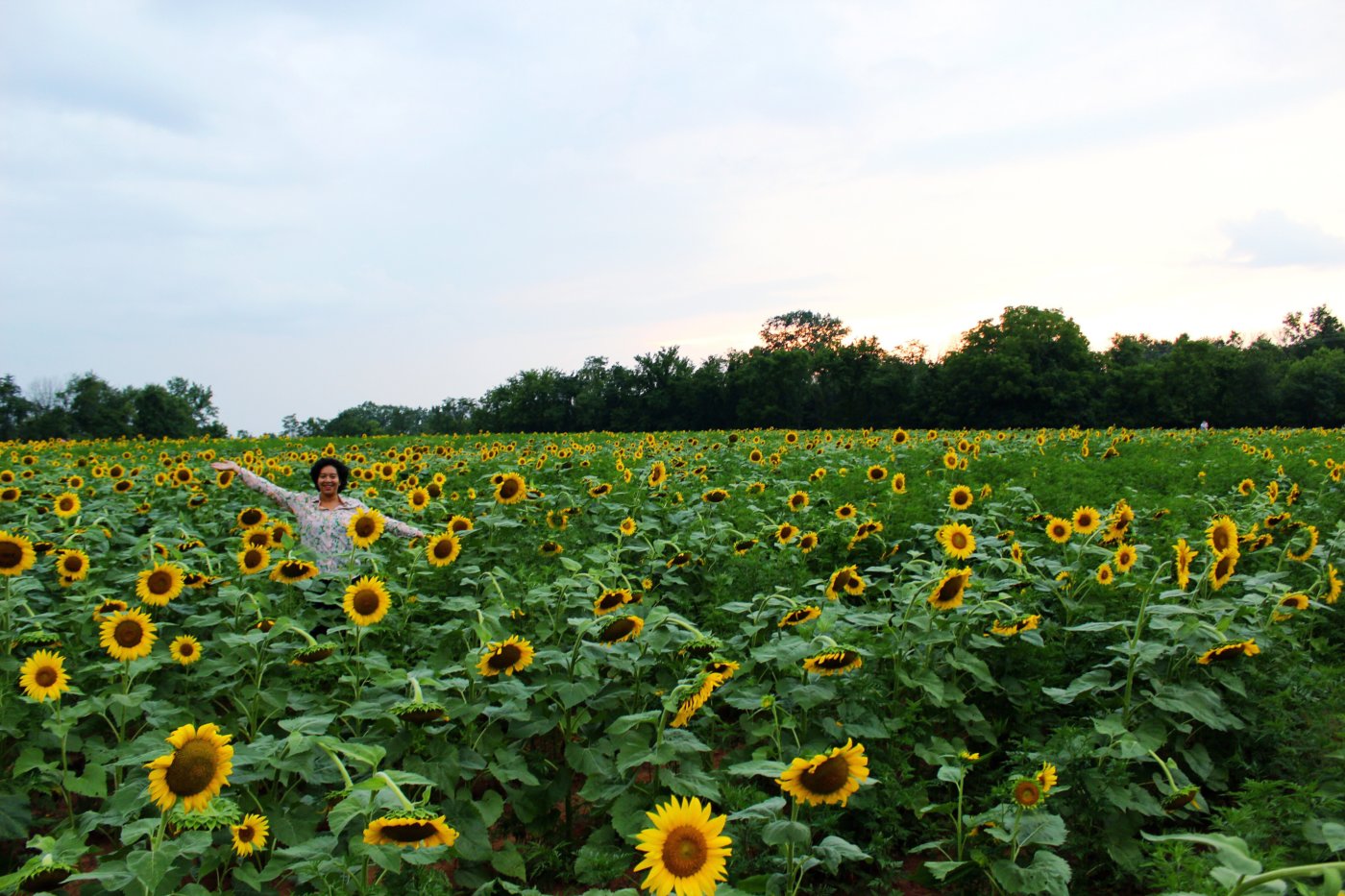 sunflower-sunset-at-mckee-beshers-maryland