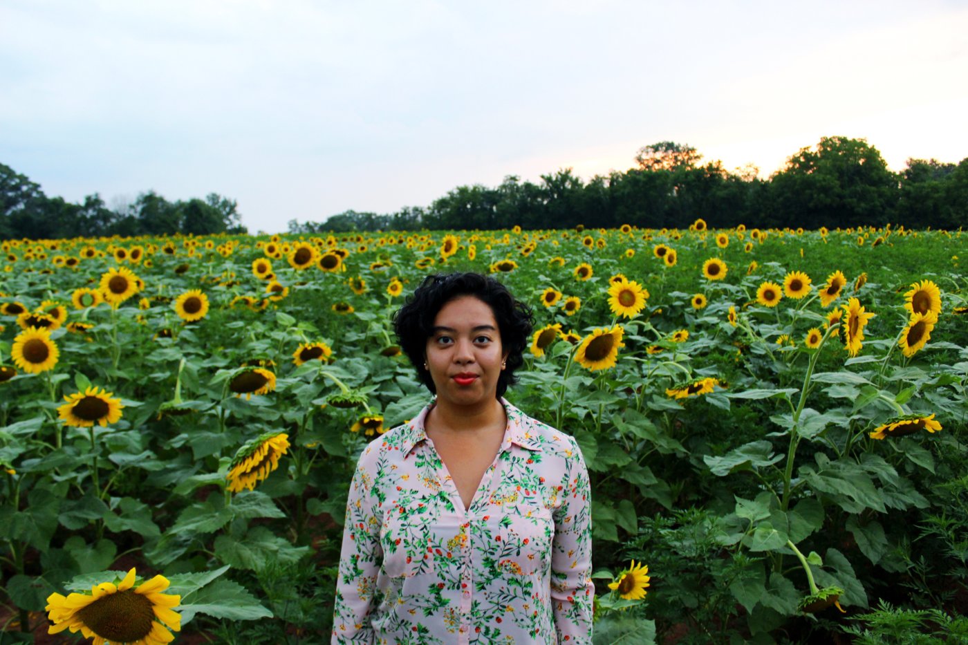 sunflower-sunset-at-mckee-beshers-maryland