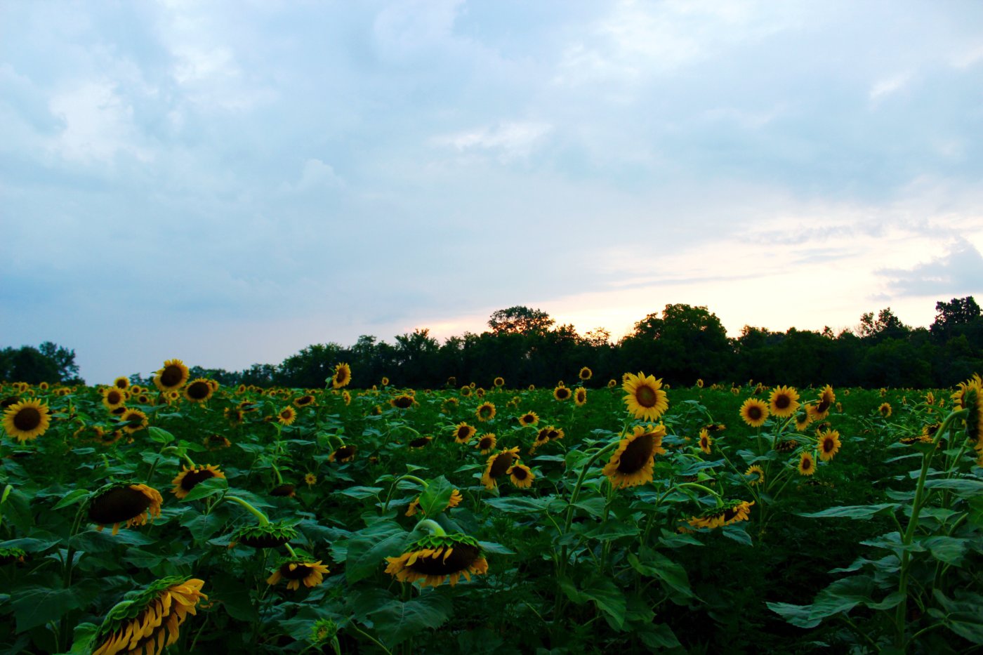 sunflower-sunset-at-mckee-beshers-maryland