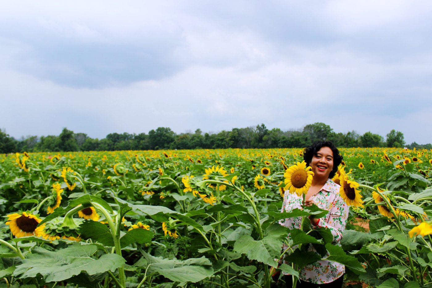 sunflower-sunset-at-mckee-beshers-maryland