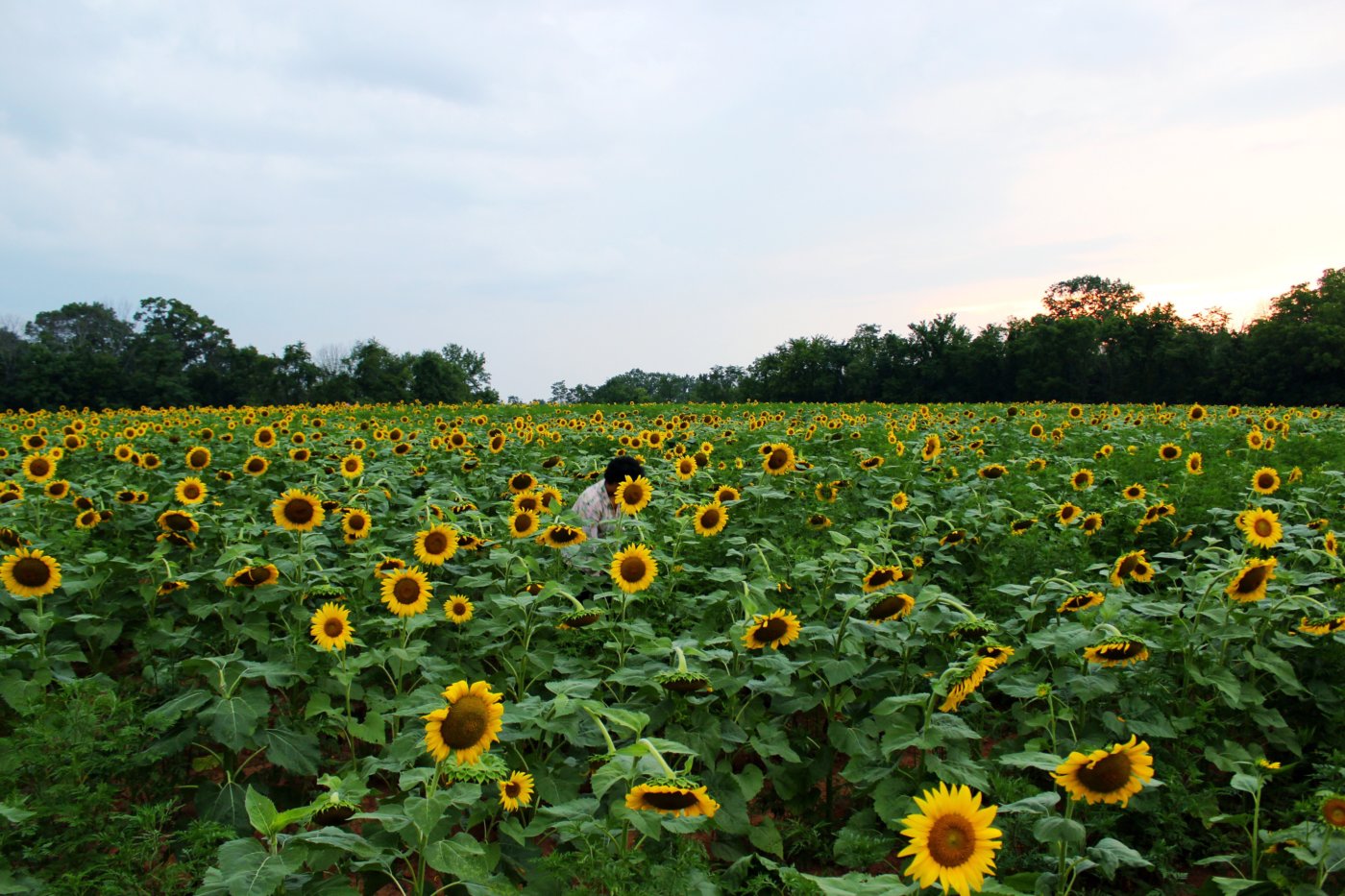 sunflower-sunset-at-mckee-beshers-maryland