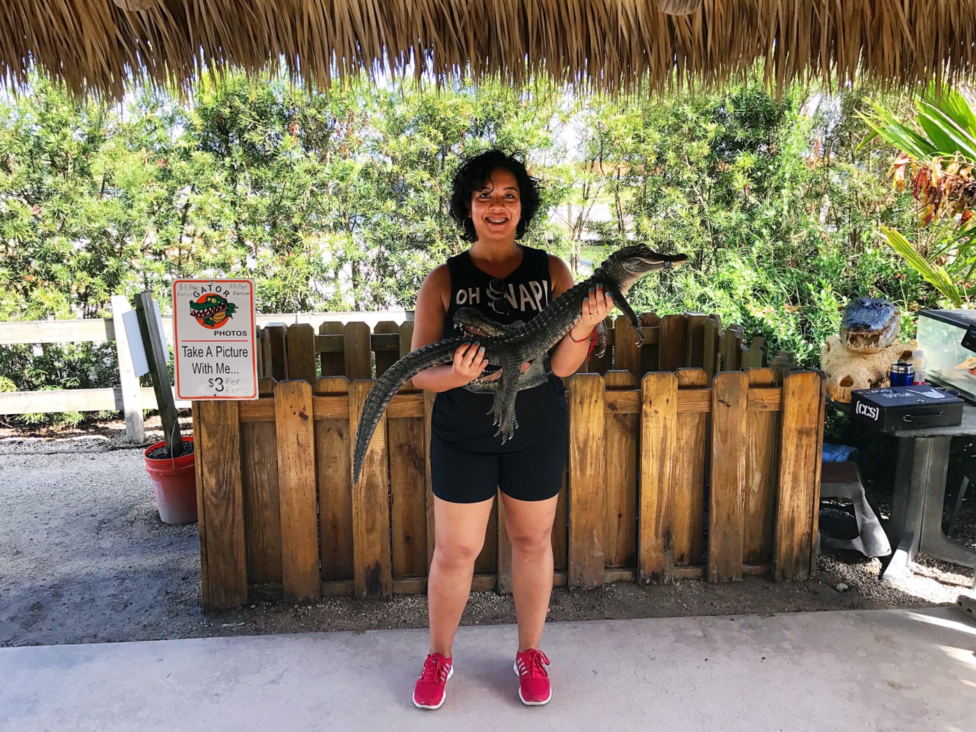 miami-florida-alligator-setarra