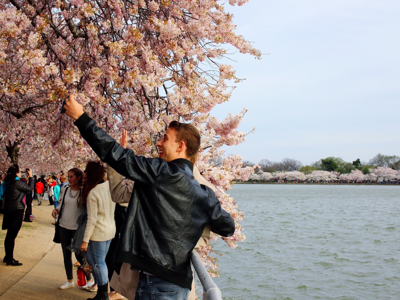 cherry-blossom-season-in-dc-setarra