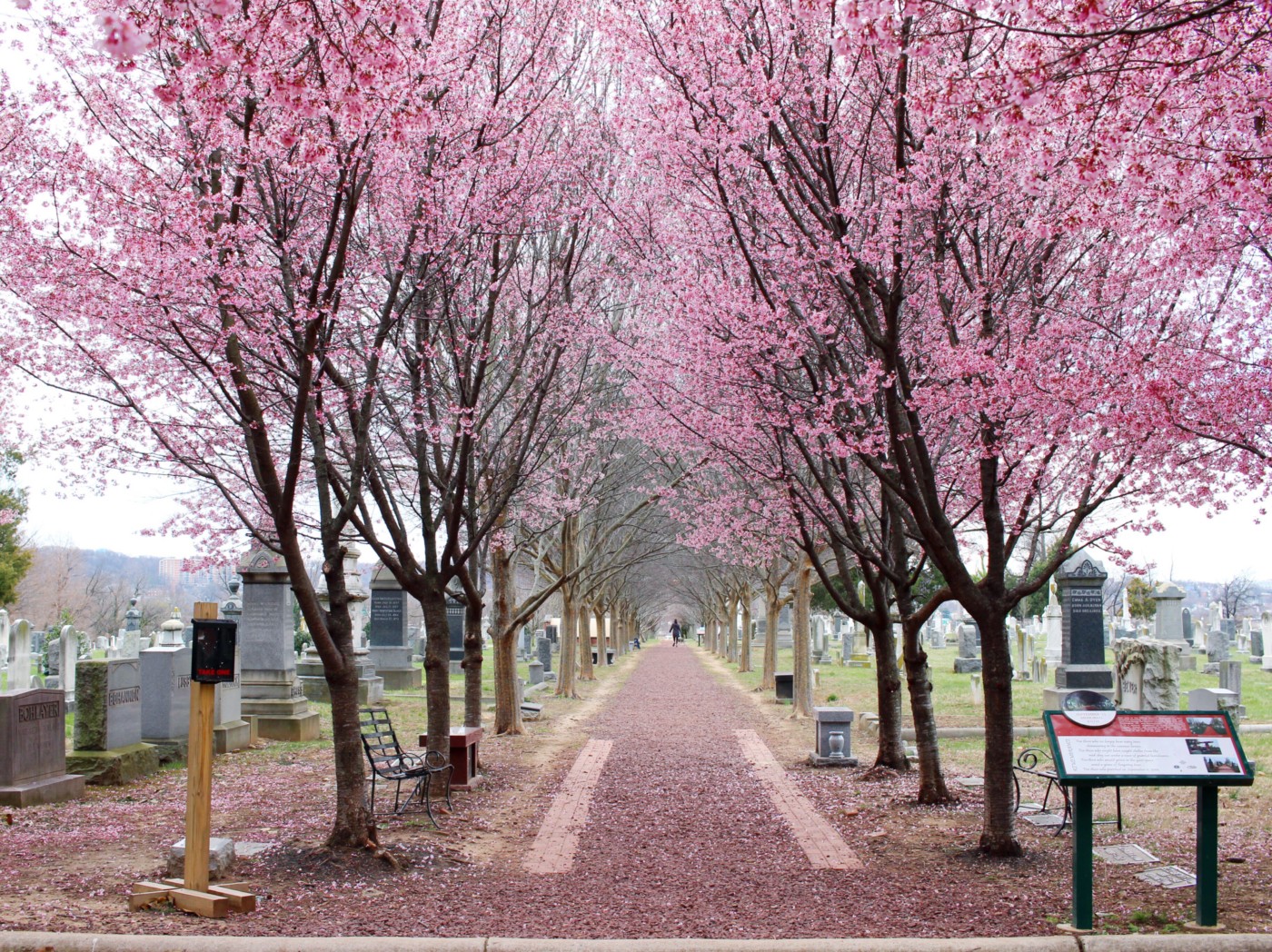 congressional-cemetery-dc-spring-setarra