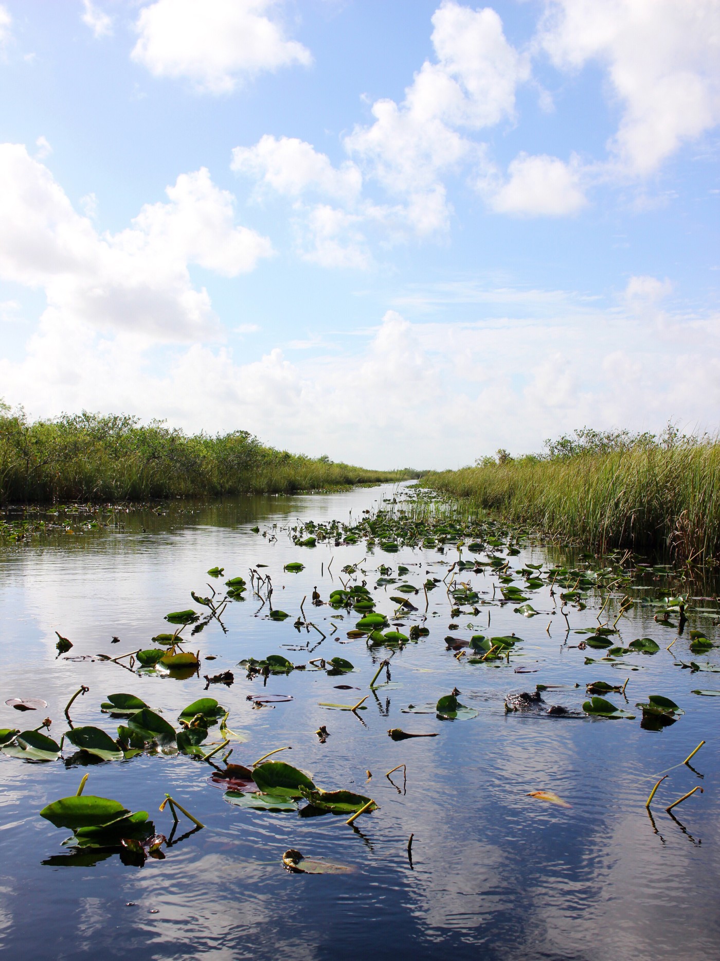 everglades-airboat-tour-gator-park-miami-florida-setarra