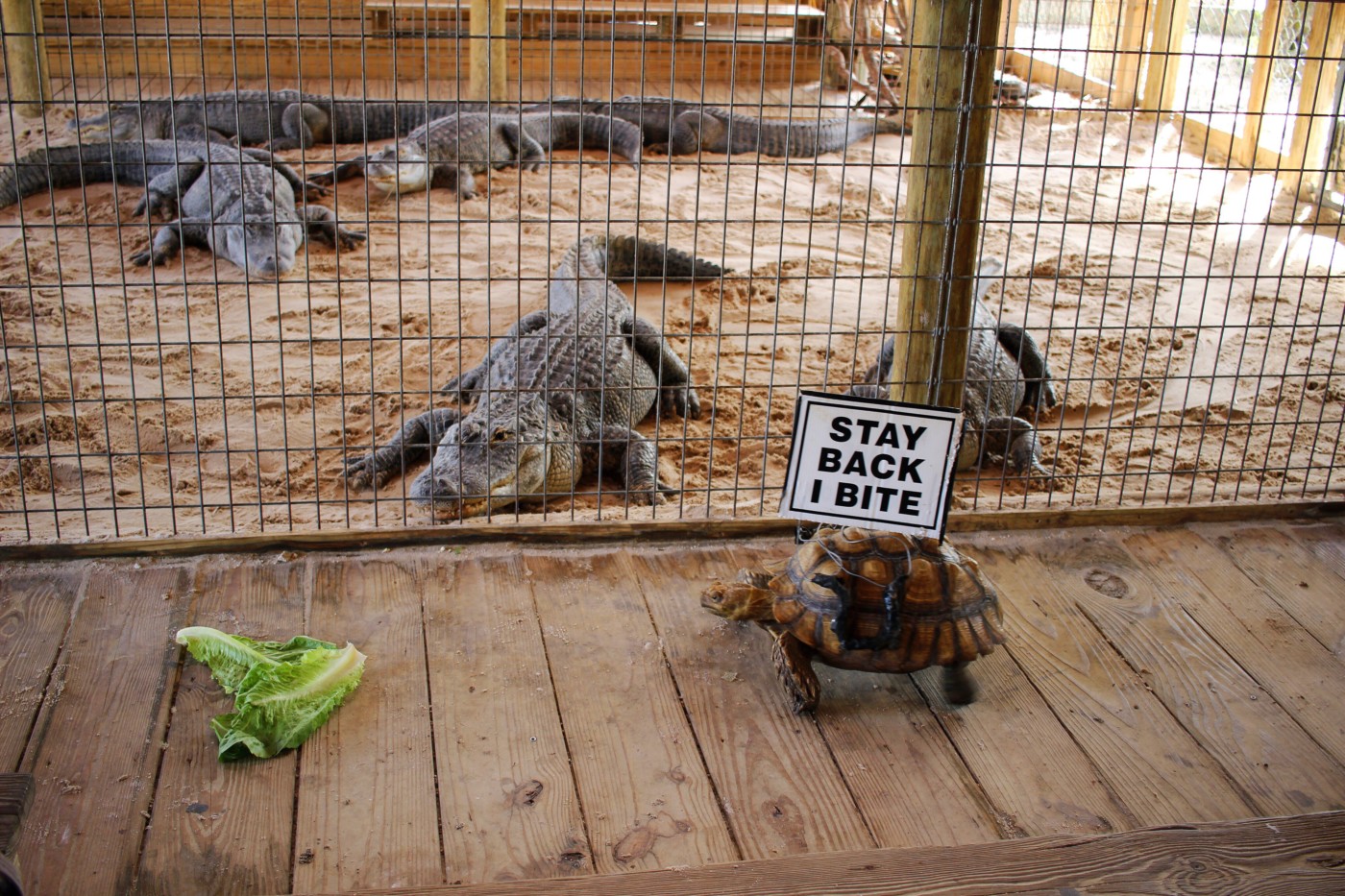 everglades-airboat-tour-gator-park-miami-florida-setarra