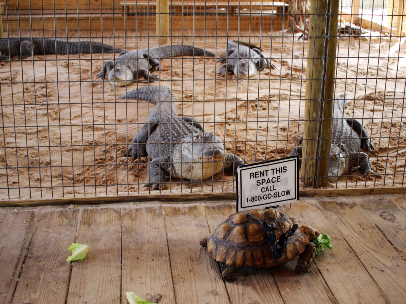 gator-park-miami-florida-setarra