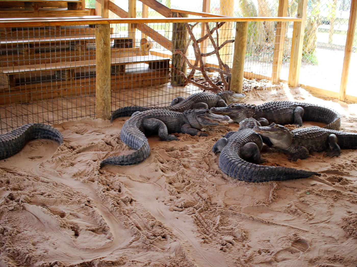 gator-park-miami-florida-setarra