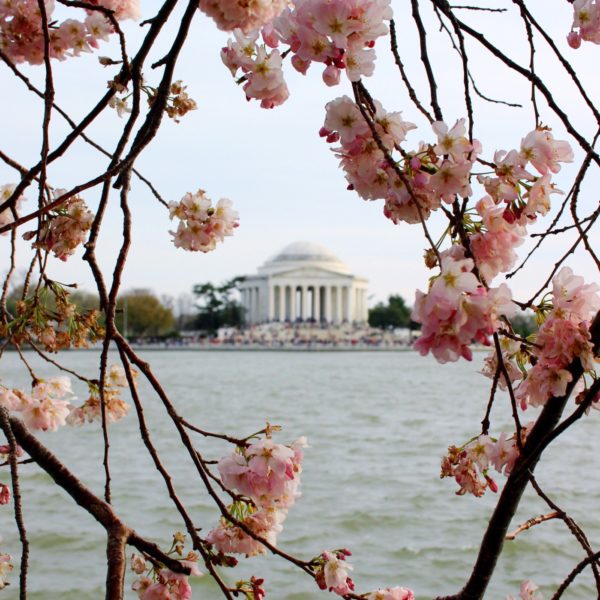 Cherry Blossom Season in DC
