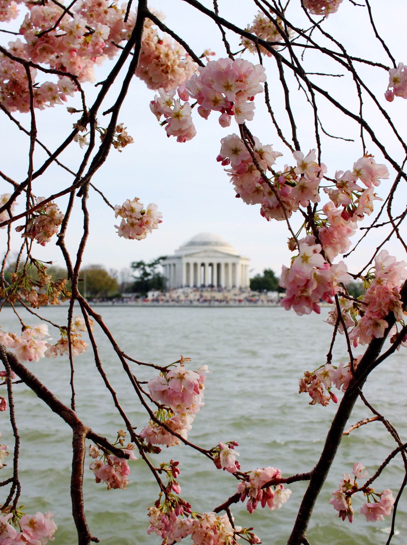 cherry-blossom-season-in-dc-setarra