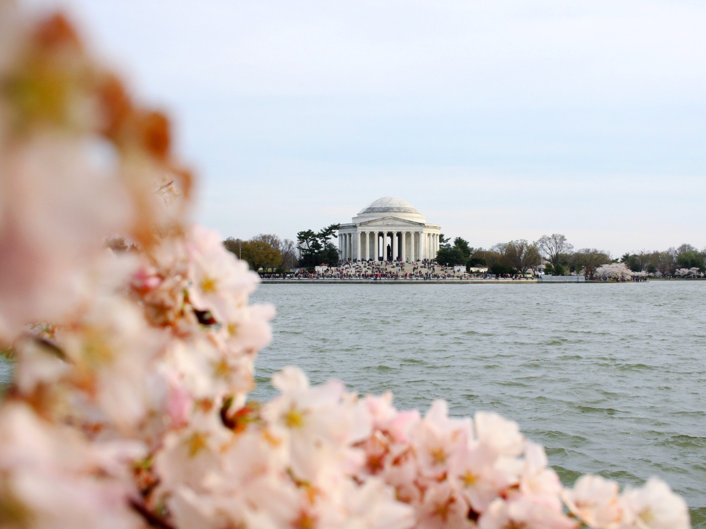 cherry-blossom-season-in-dc-setarra