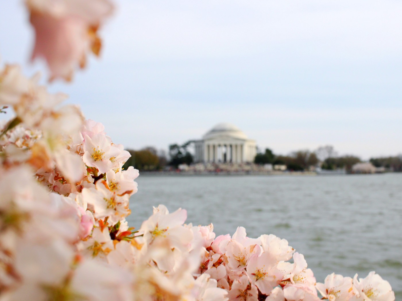 cherry-blossom-season-in-dc-setarra