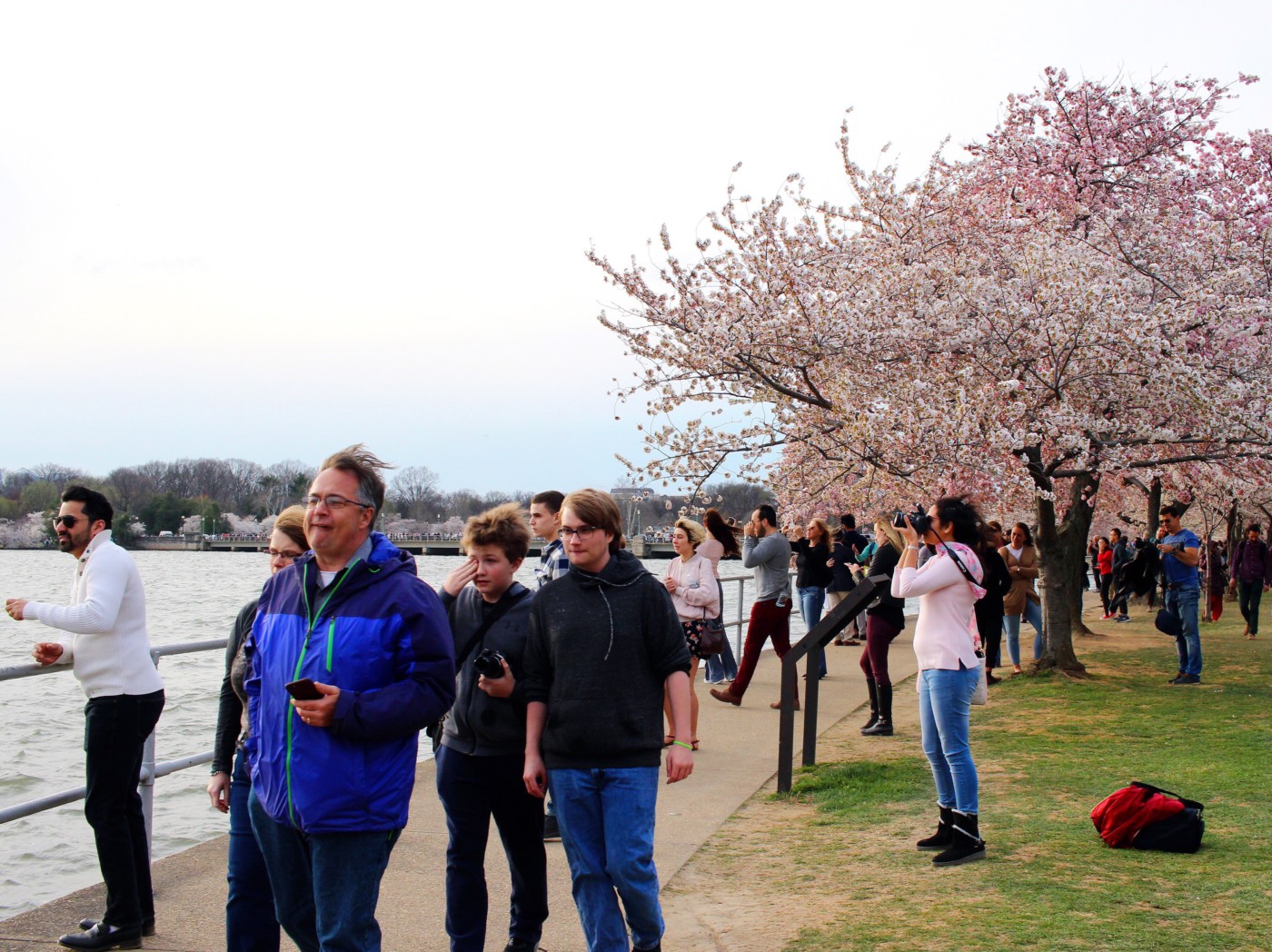 cherry-blossom-season-in-dc-setarra