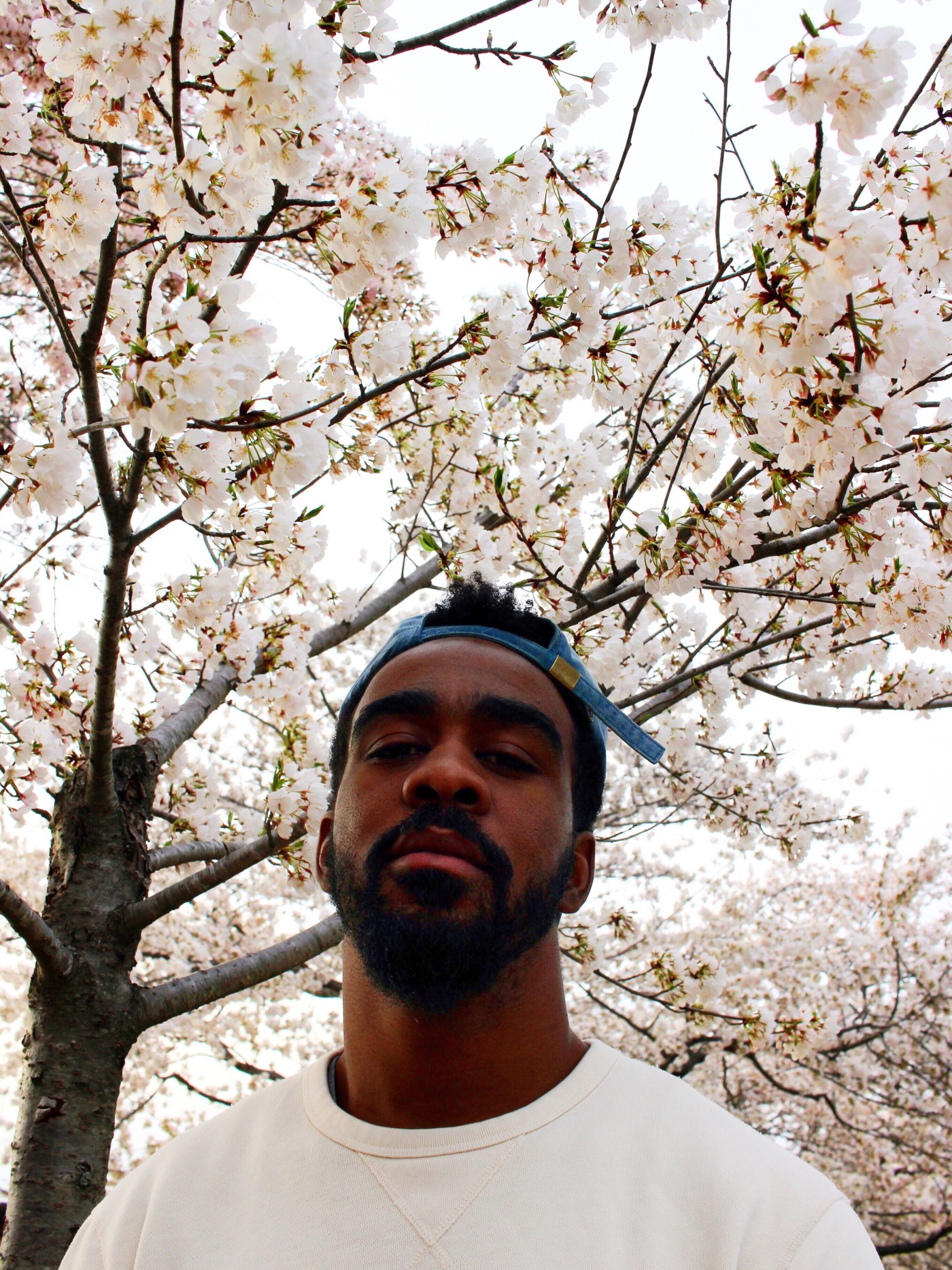 cherry-blossom-season-in-dc-setarra