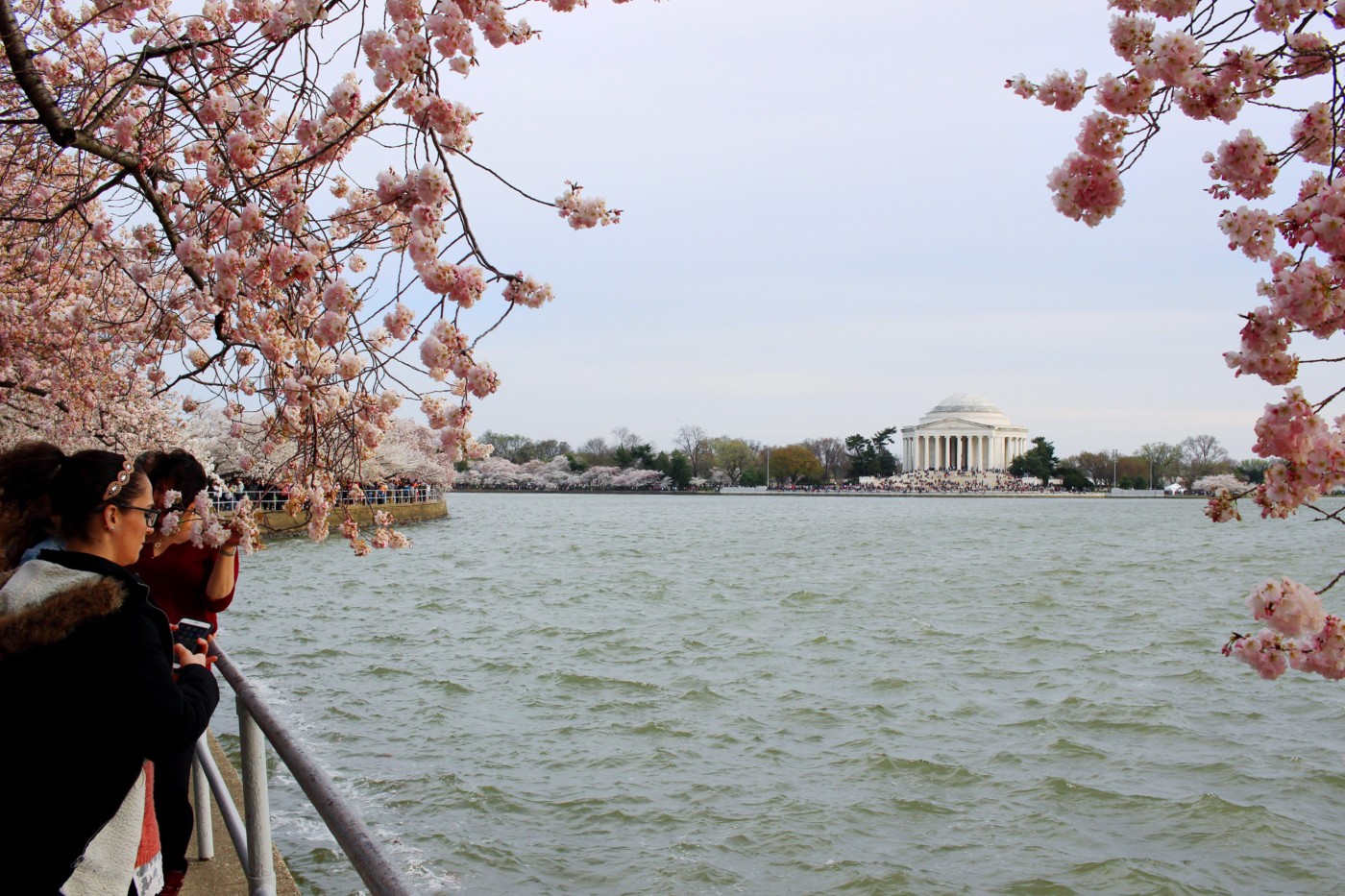 cherry-blossom-season-in-dc