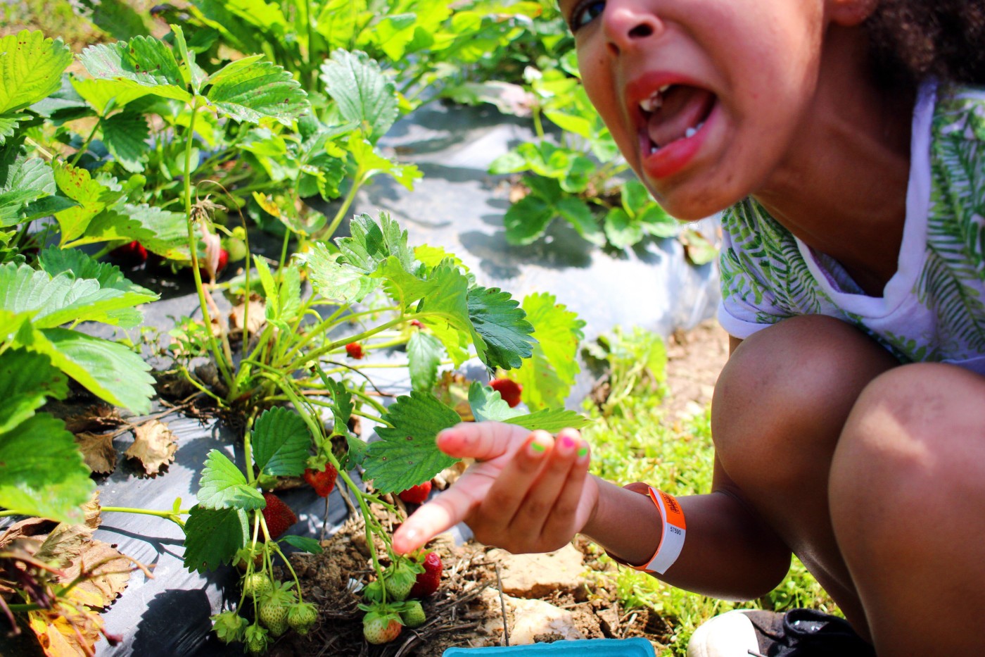 strawberry-picking-setarra