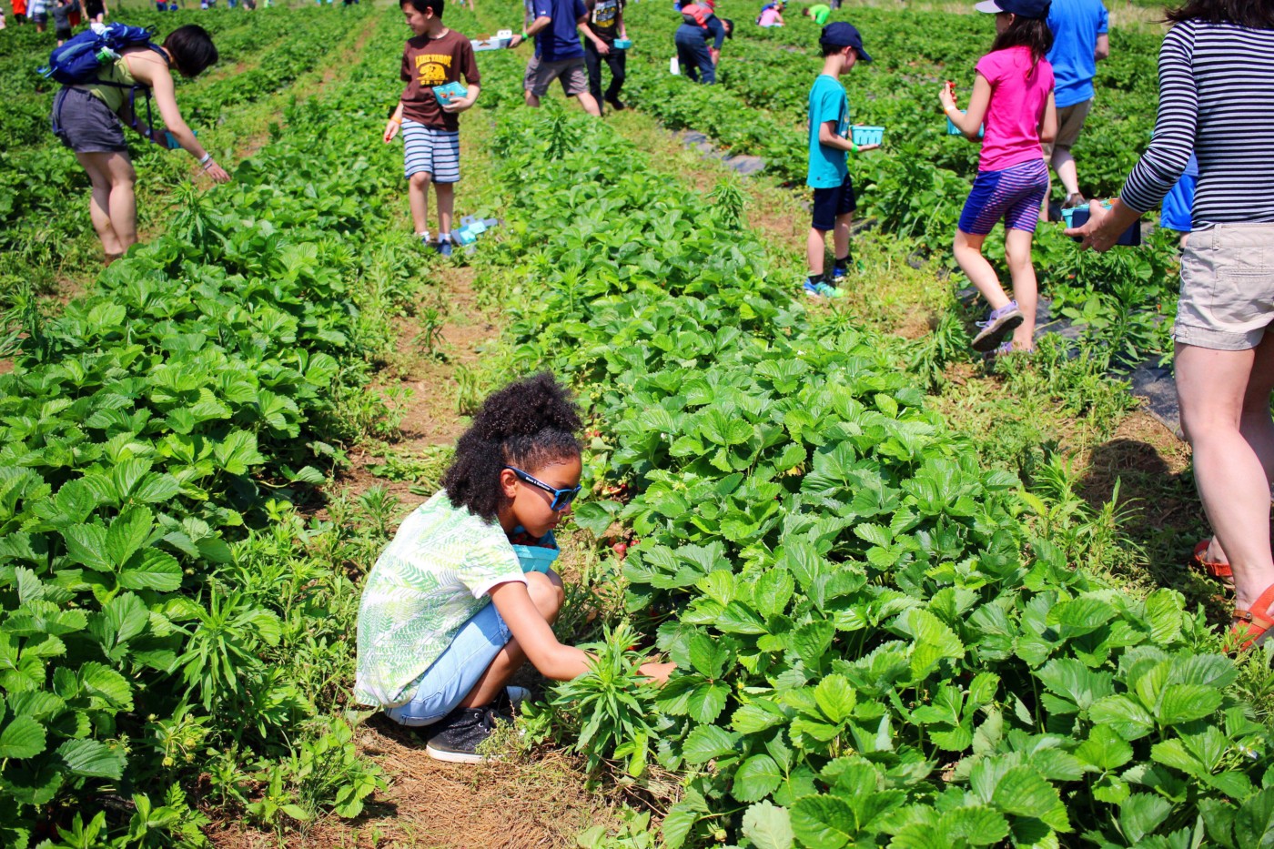 strawberry-picking-setarra