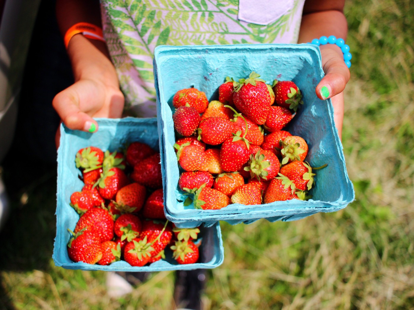 strawberry-picking-setarra