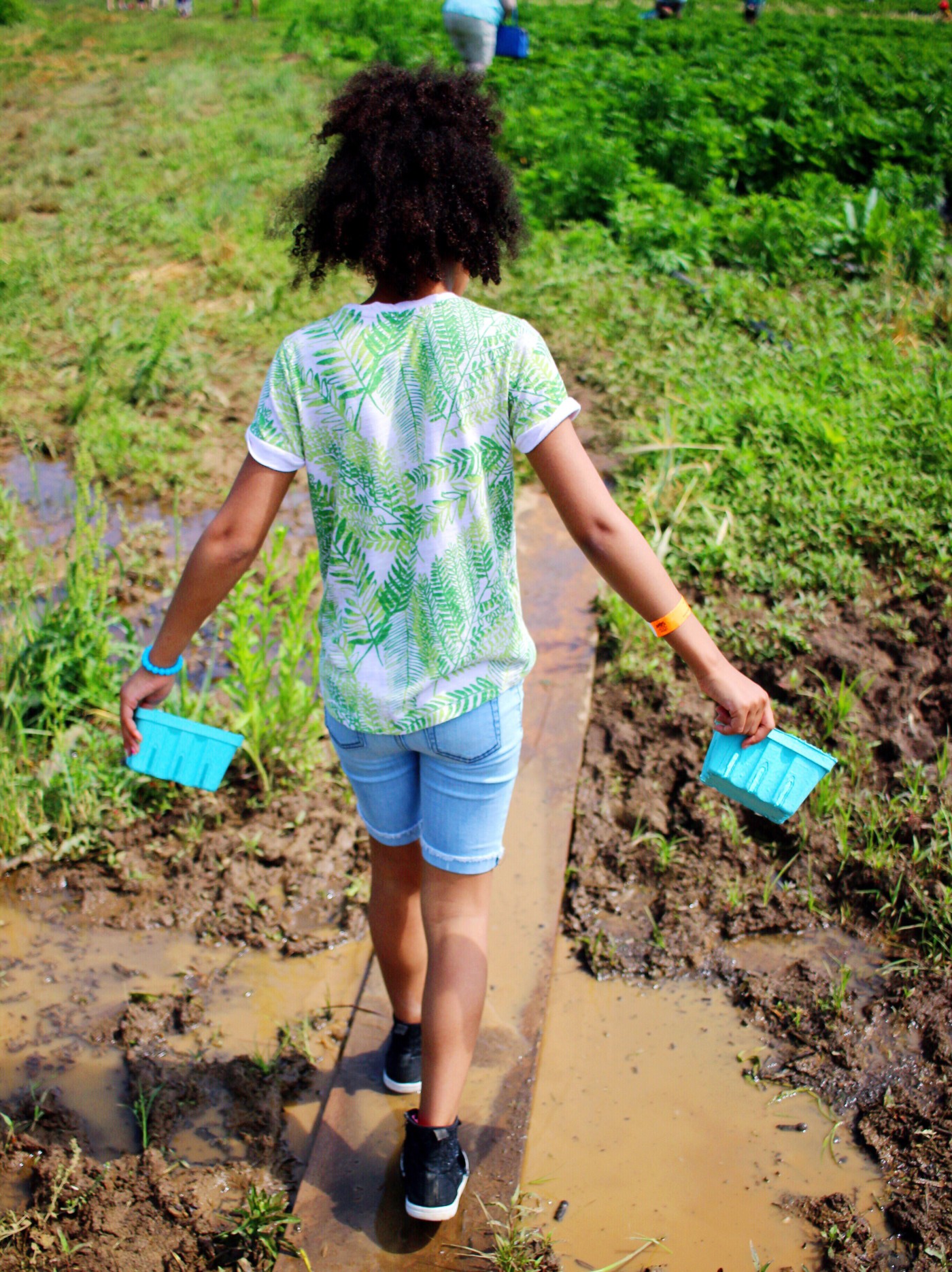 strawberry-picking-setarra