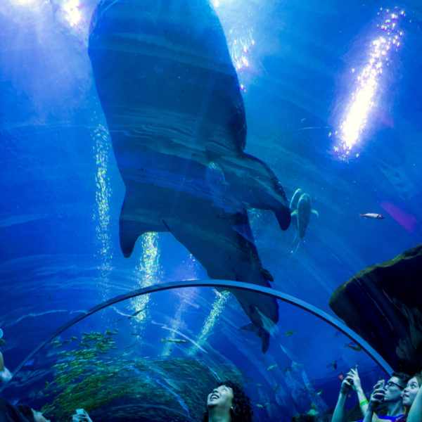 The Georgia Aquarium, Atlanta