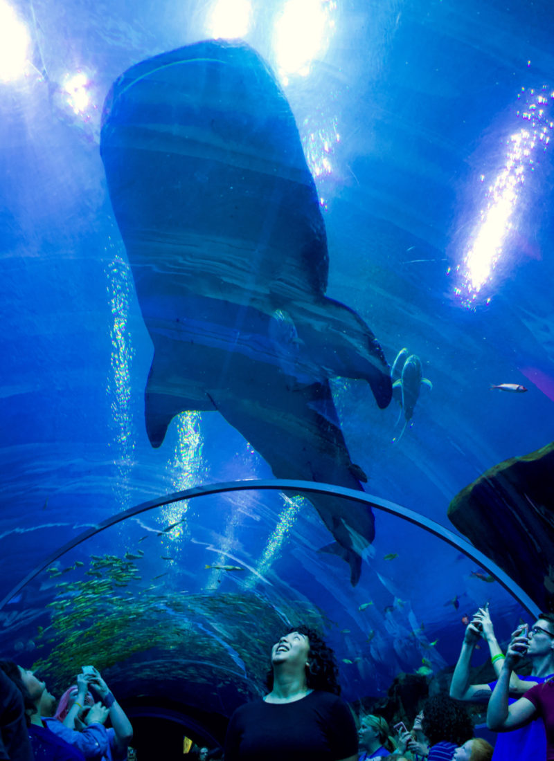 georgia-aquarium-atlanta-setarra