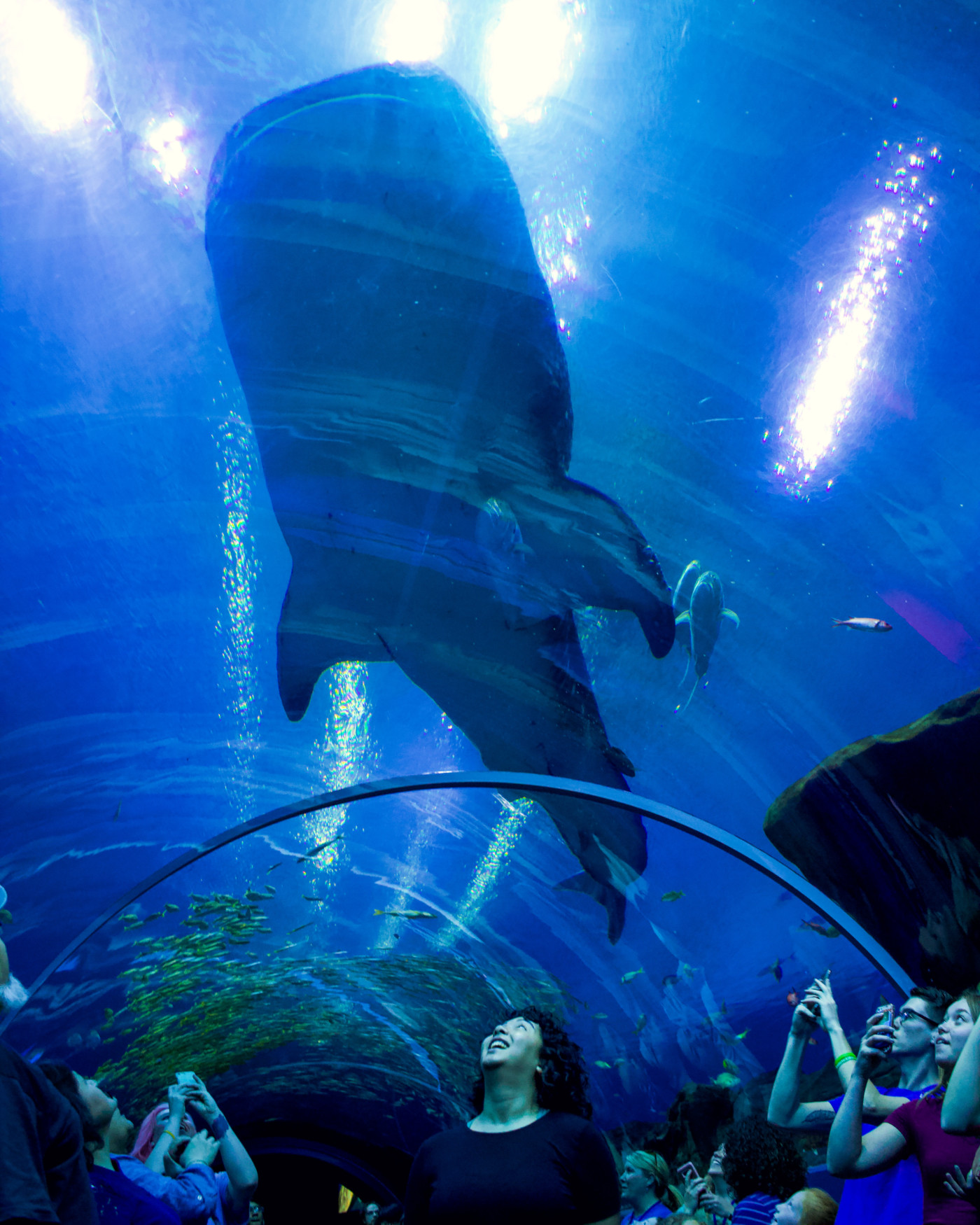 The Georgia Aquarium, Atlanta - Setarra