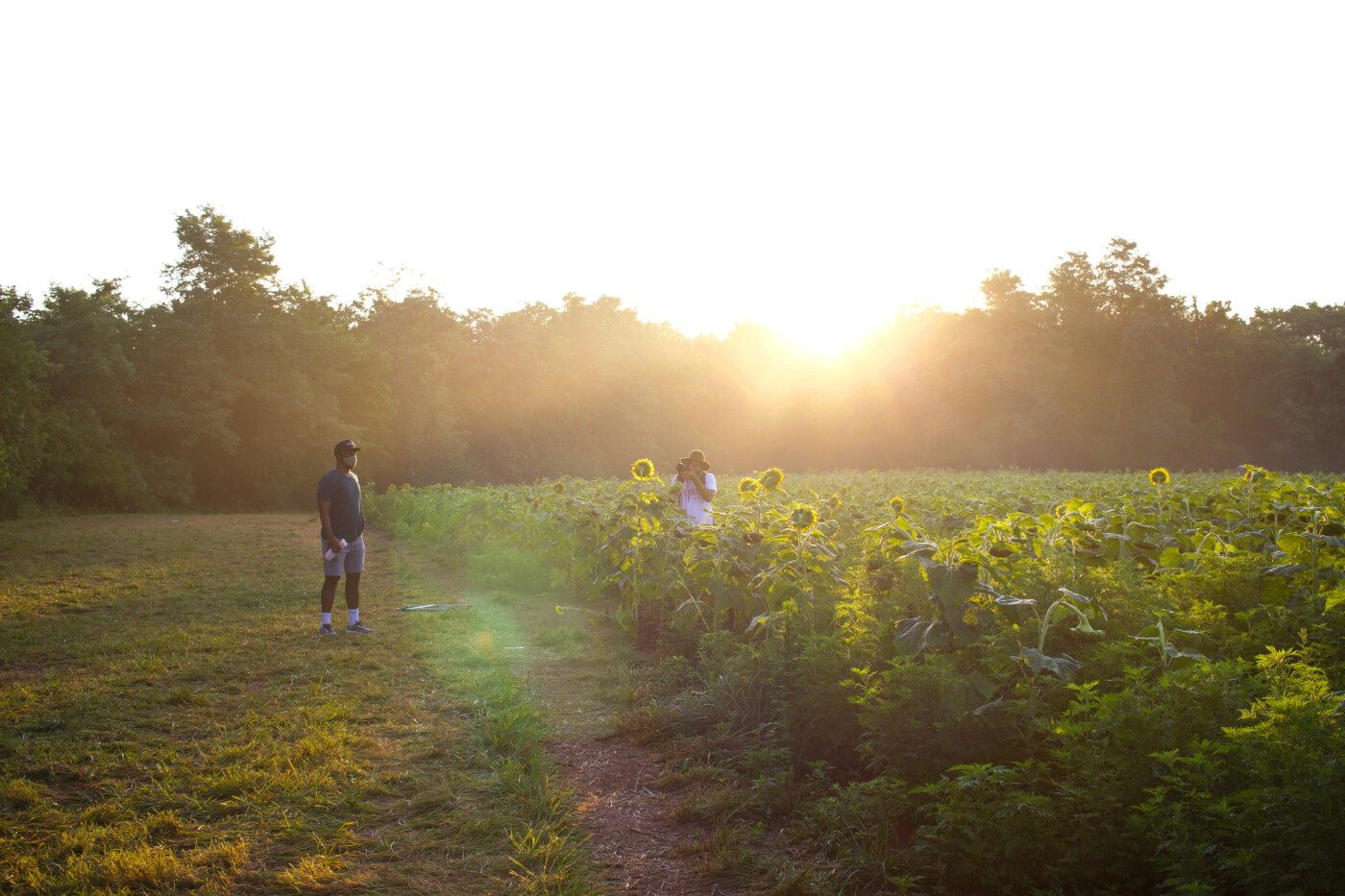 sunrise-sunflowers-at-mckee-beshers-setarra