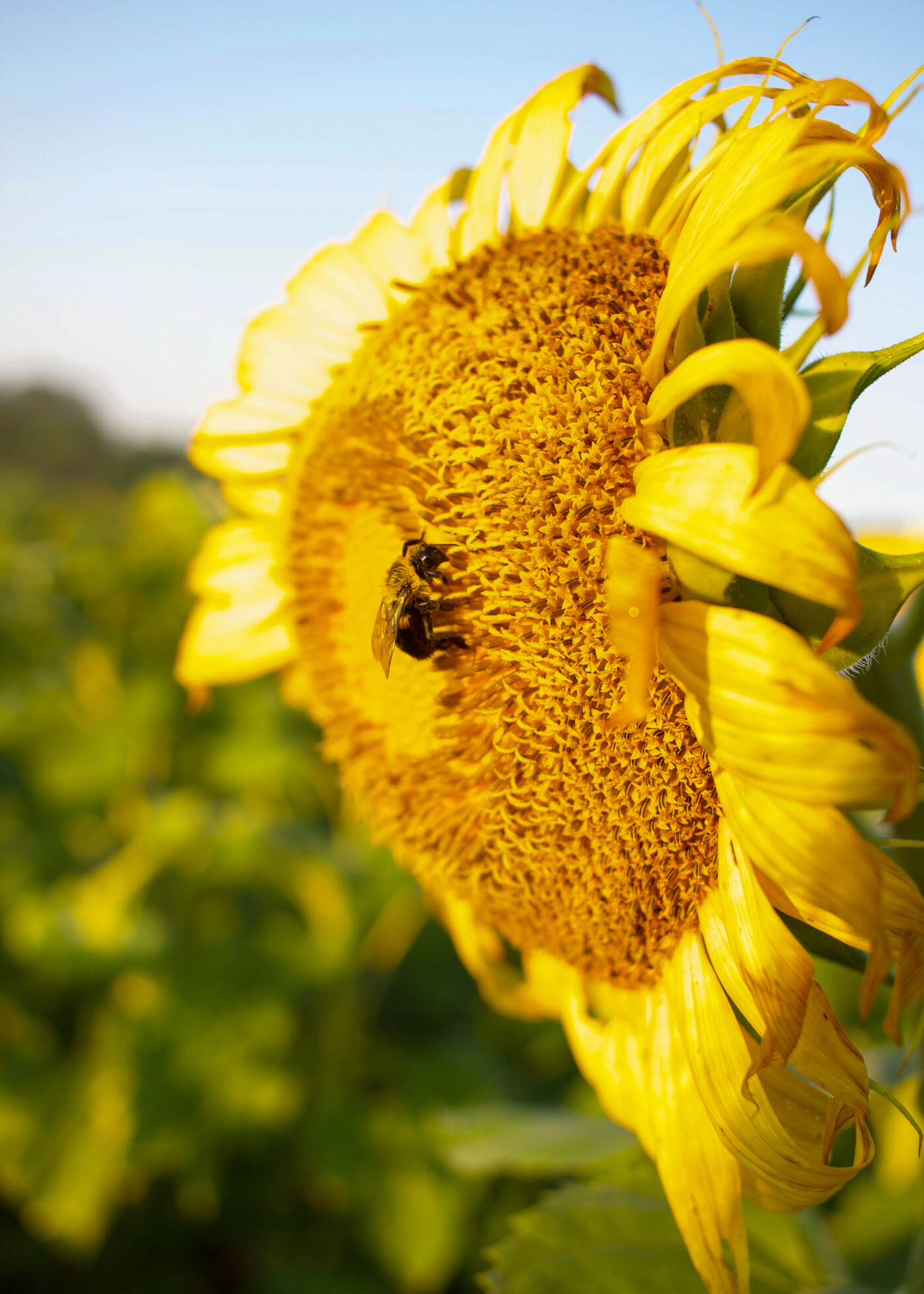 sunflowers at mckee beshers setarra