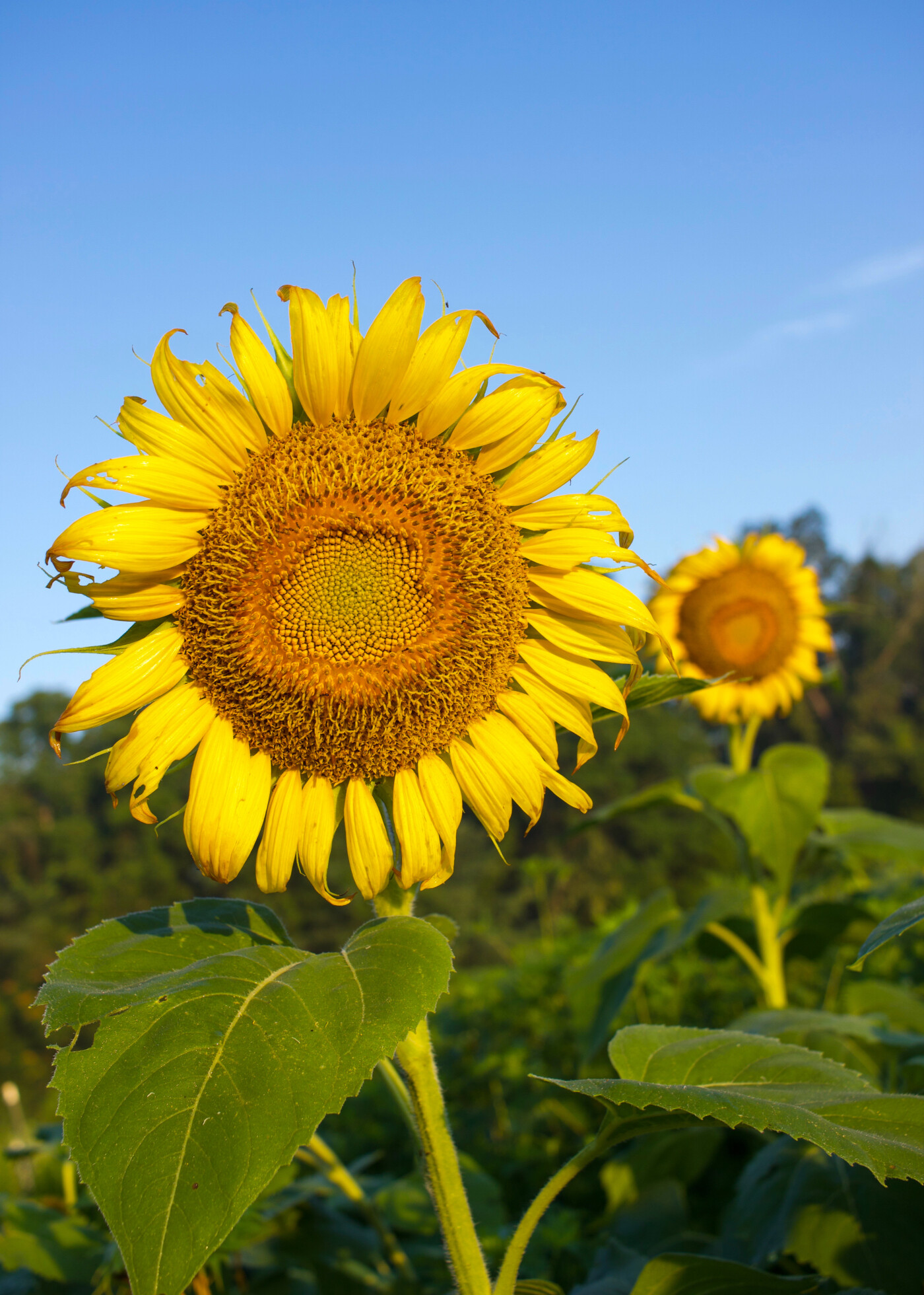 sunflowers at mckee beshers setarra