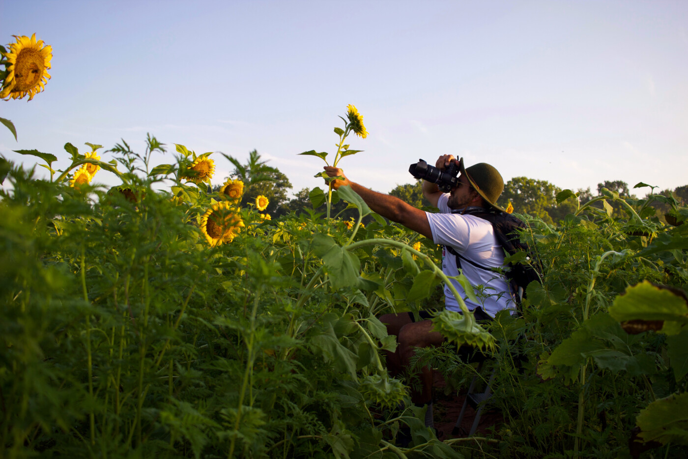 sunflowers at mckee beshers setarra