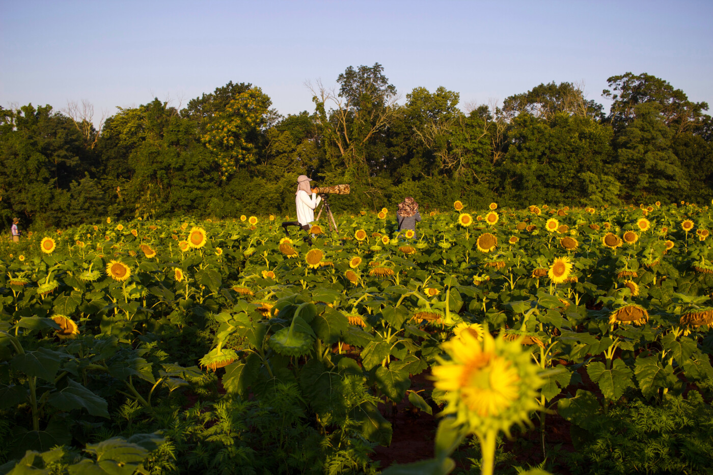 sunflowers at mckee beshers setarra