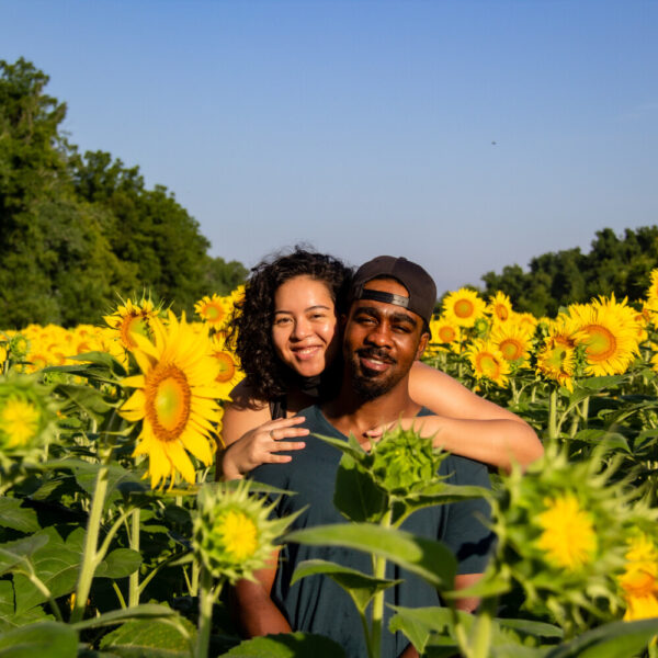 Sunrise Sunflowers at Mckee Beshers