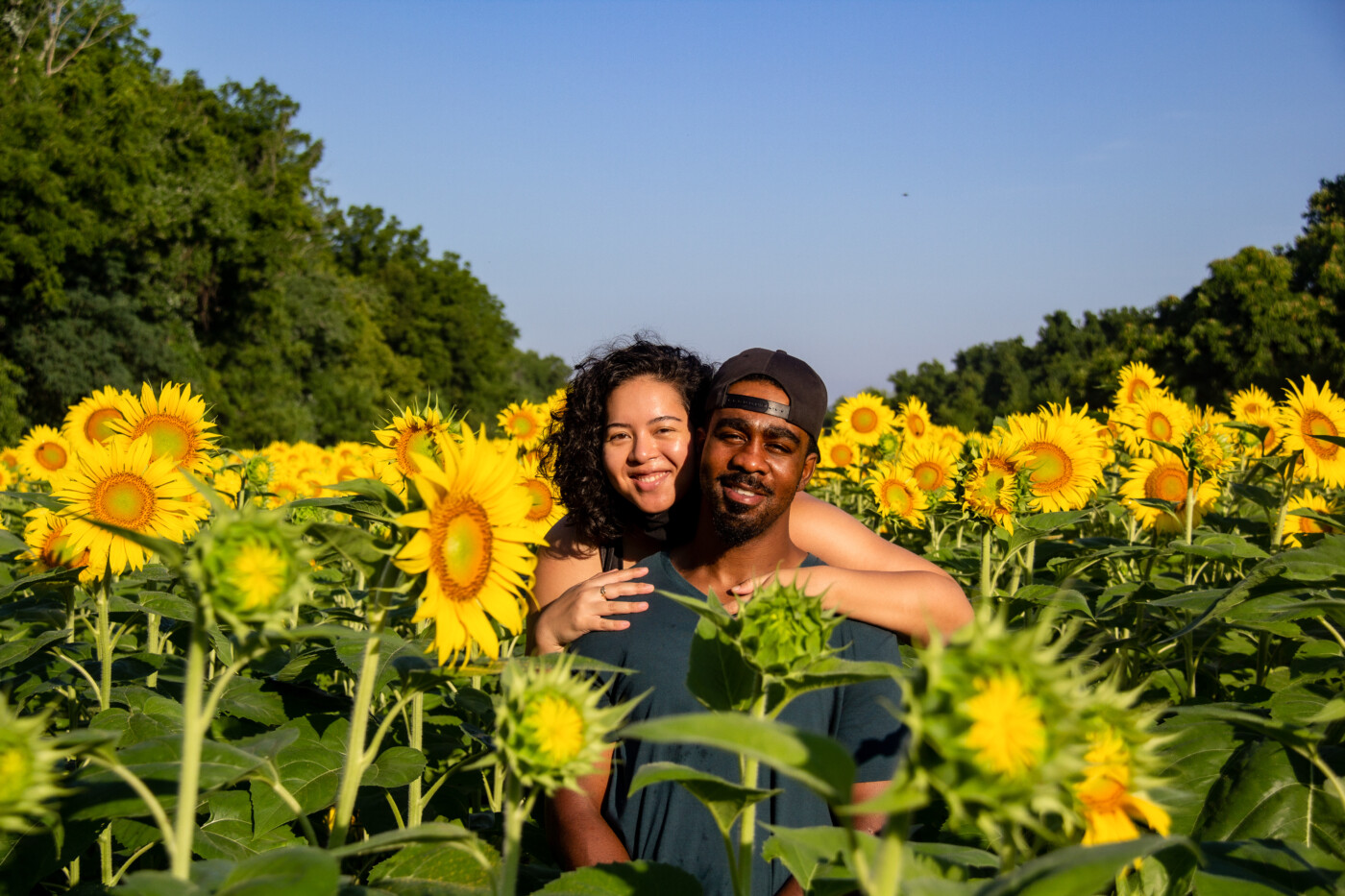 sunflowers at mckee beshers setarra