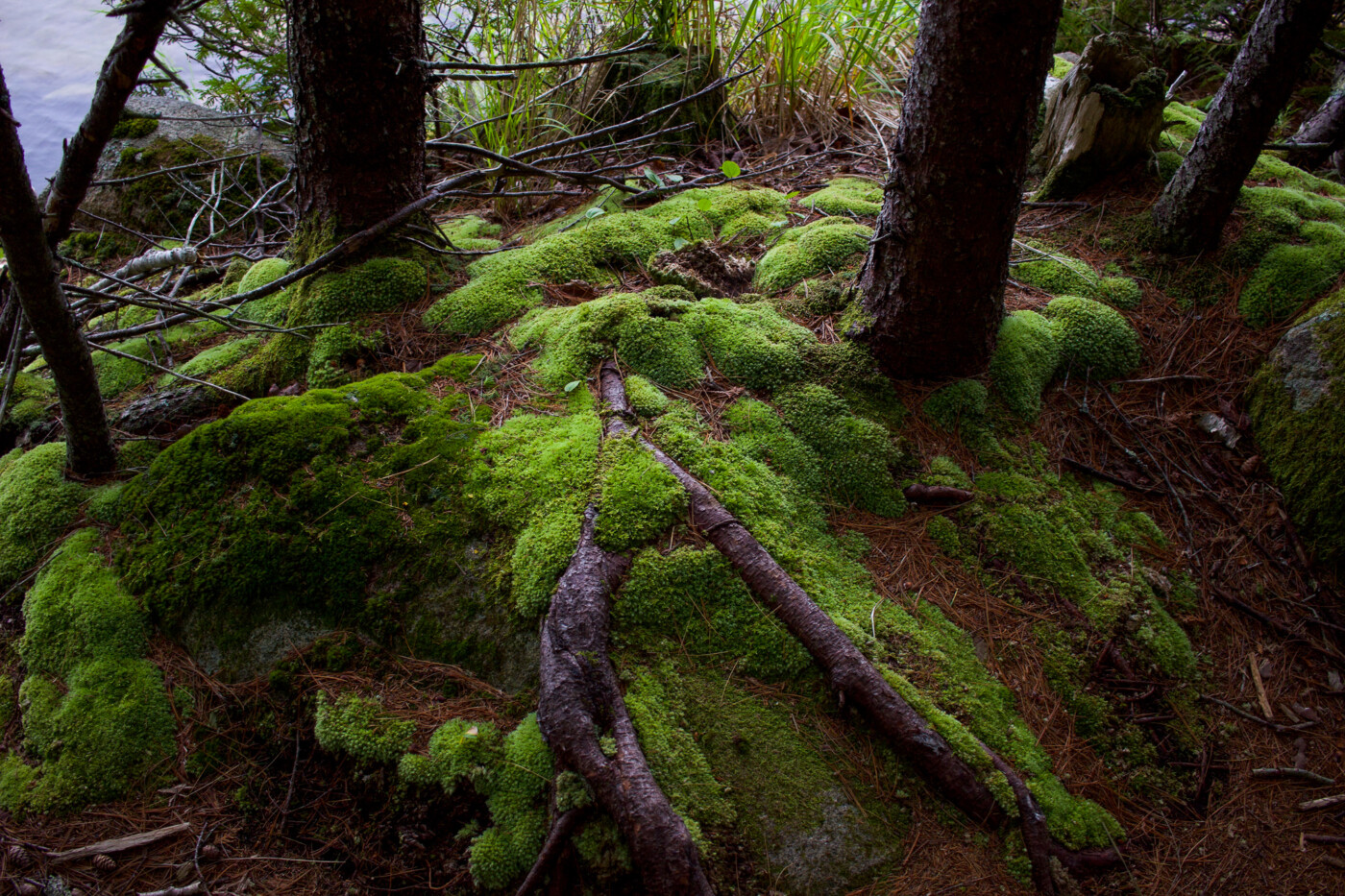 day-trip-to-acadia-national-park-maine-setarra